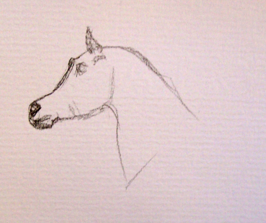 Como desenhar um cavalo árabe  Tutorial de desenho passo a passo
